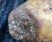 Dry harvest and long storage period raise potato disease risk