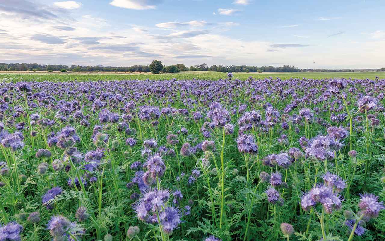 Field of phacelia