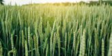 Wheat crop