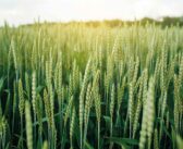 Catch and cover crops form part of security strategy
