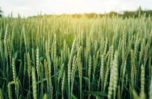 Wheat crop
