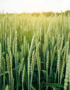 Wheat crop