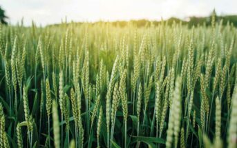 Wheat crop