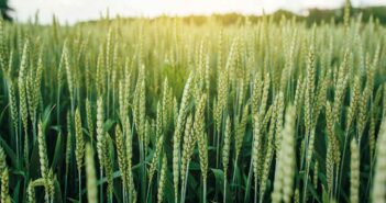 Wheat crop
