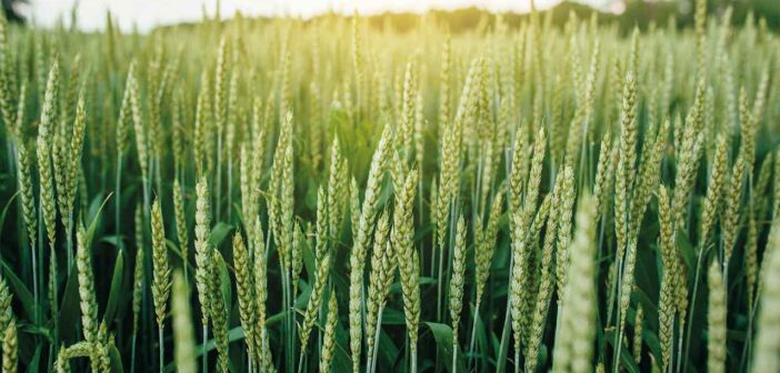 Wheat crop