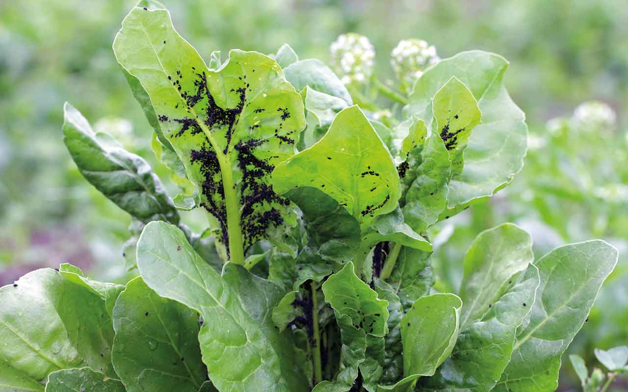 Aphids on beet crop