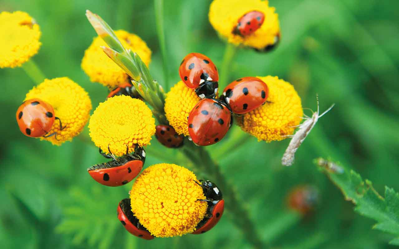 Ladybirds