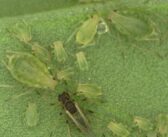 BASF introduces biological attractant for enhanced aphid control