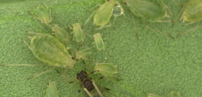 BASF introduces biological attractant for enhanced aphid control