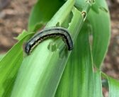 Vigilance needed as pests threaten maize crops