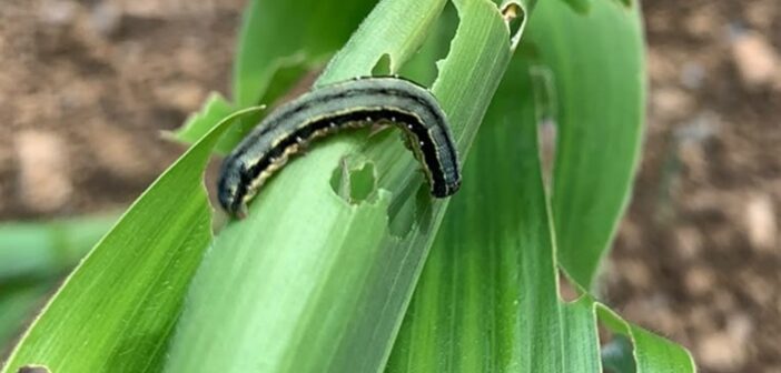 Vigilance needed as pests threaten maize crops