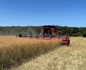 OSR yields hold up despite drought and heat