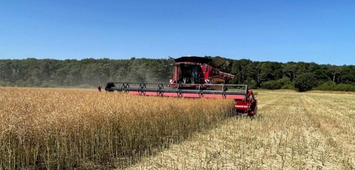 OSR yields hold up despite drought and heat