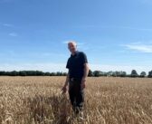 New feed wheat could be a good fit to replace an ageing farmer favourite