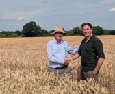 AI spin-out and F1 Seeds partner for precision-bred wheat