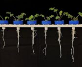 Work starts to develop drought-resilient crops