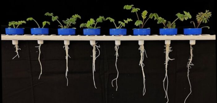 Work starts to develop drought-resilient crops