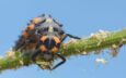 Ladybug larva on stem eating an aphid