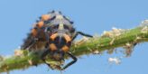 Ladybug larva on stem eating an aphid