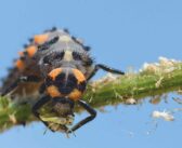 Biological technology aims to enhance IPM strategies