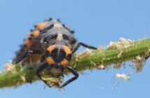 Ladybug larva on stem eating an aphid