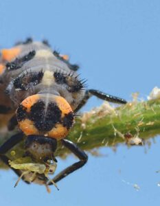Ladybug larva on stem eating an aphid
