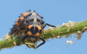 Ladybug larva on stem eating an aphid