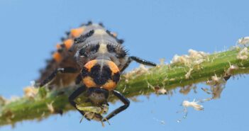 Ladybug larva on stem eating an aphid