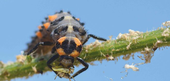 Biological technology aims to enhance IPM strategies