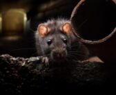 Rodents head indoors following drought and early harvest