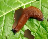 Don’t overlook slug threat to OSR despite dry weather