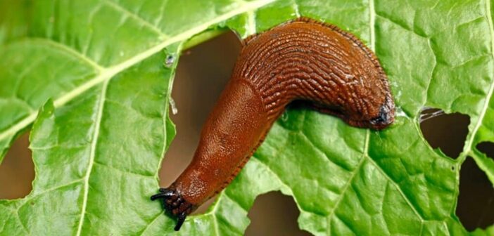 Don’t overlook slug threat to OSR despite dry weather
