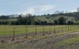 Tree planting on farm