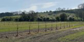 Tree planting on farm