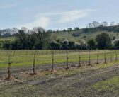 Trees help future-proof Wiltshire farm business