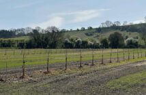 Tree planting on farm