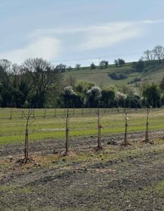 Tree planting on farm