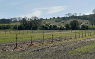 Tree planting on farm