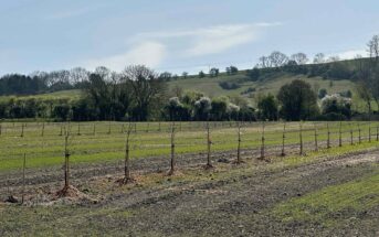 Tree planting on farm