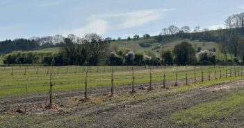 Tree planting on farm