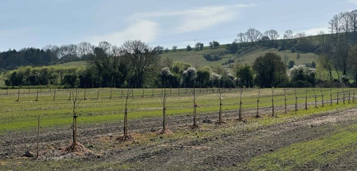 Tree planting on farm