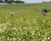Defra confirms early SFI application window for those with ELM agreements