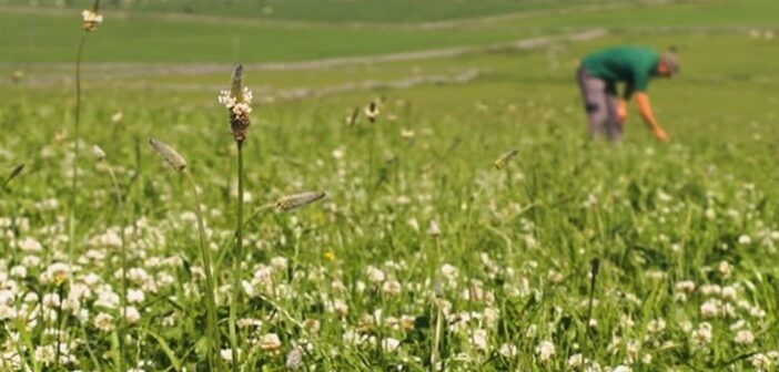Defra confirms early SFI application window for those with ELM agreements