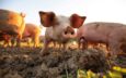 Pigs