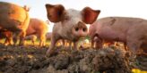 Pigs