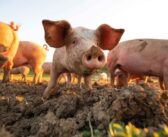 Pigs prove  productive for Suffolk estate