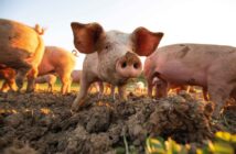 Pigs