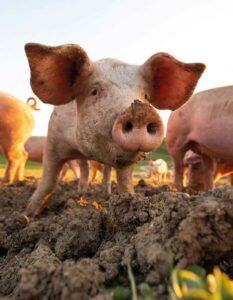 Pigs