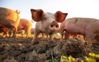 Pigs