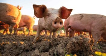 Pigs